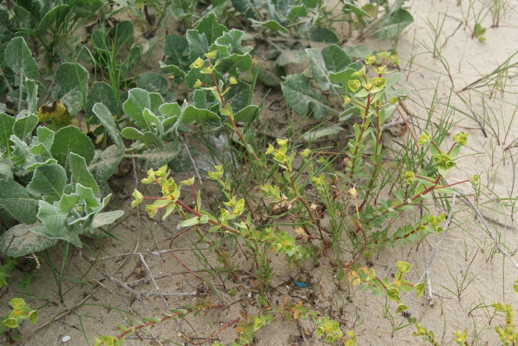 Euphorbia terracina